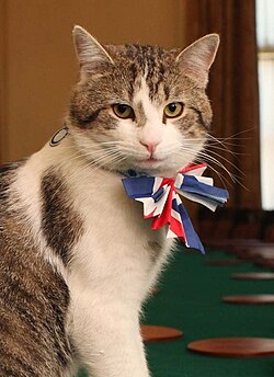 Official portrait of Larry, Chief Mouser to the Cabinet Office since 2011